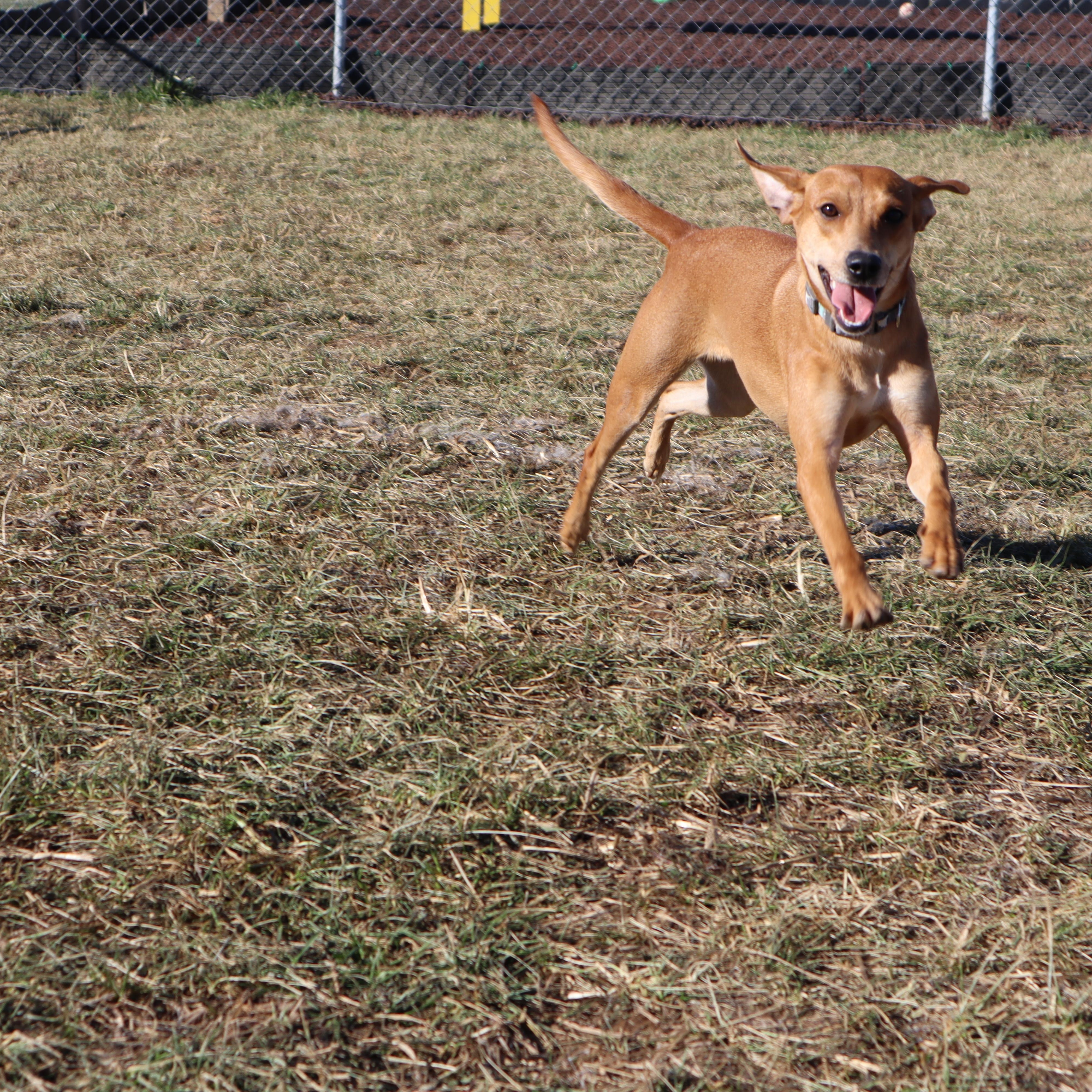 Enlarge Zoey - Paws Behind Bars Prison Trained, a ADOPTABLE mixed breed in Goshen, KY image 4/4