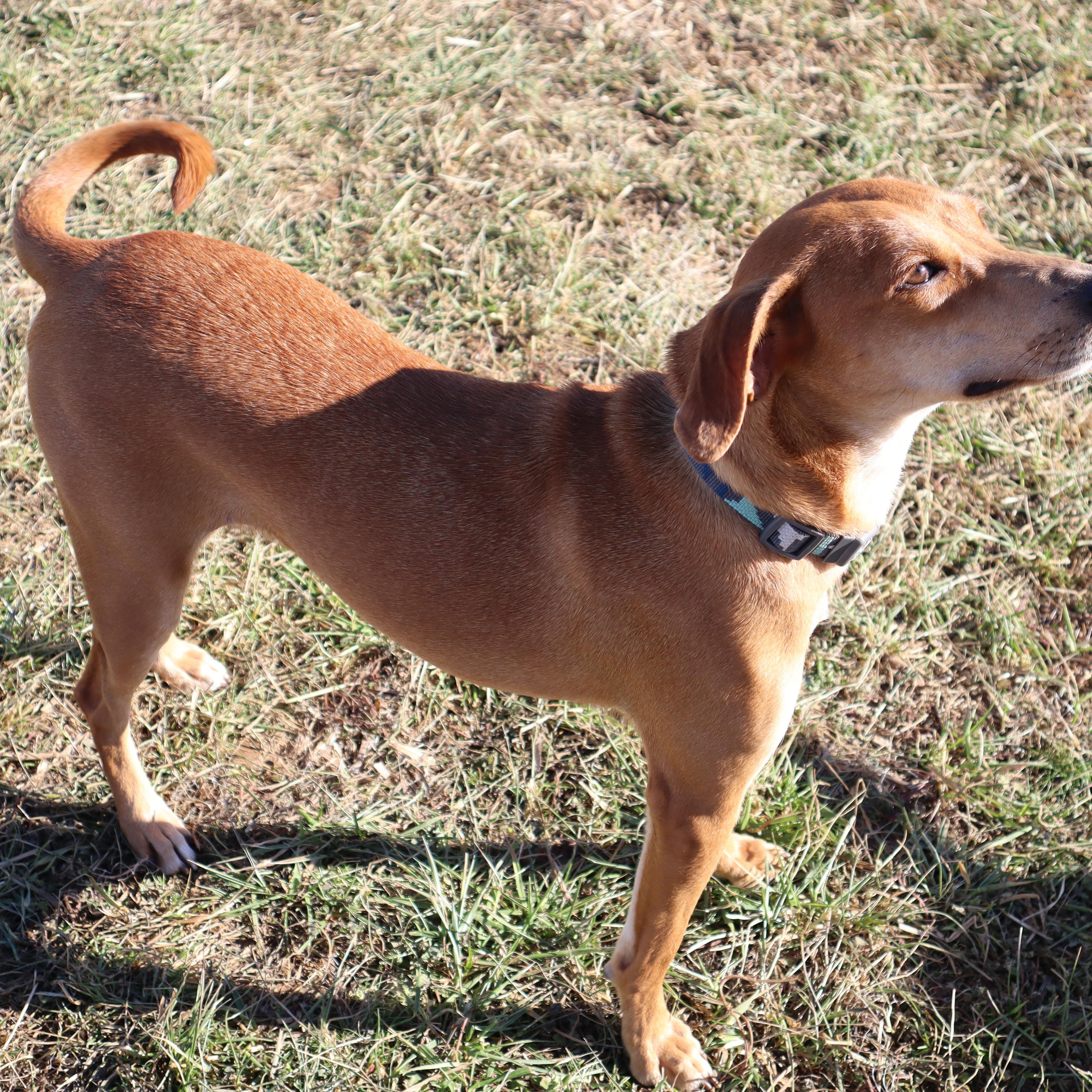 Enlarge Zoey - Paws Behind Bars Prison Trained, a ADOPTABLE mixed breed in Goshen, KY image 2/4