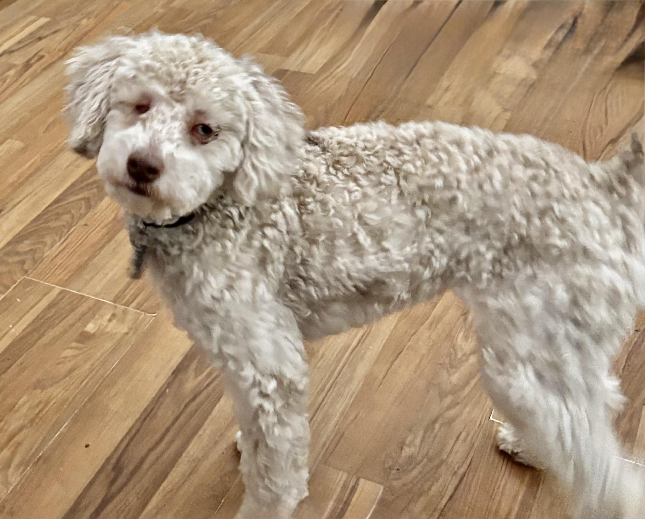 Enlarge Teta Miller, a Adoptable Poodle (Toy) in Plano, TX image 3/3