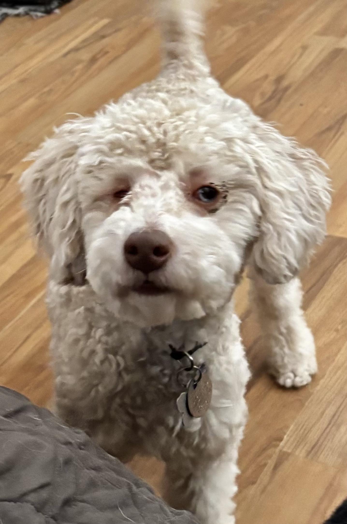 Enlarge Teta Miller, a Adoptable Poodle (Toy) in Plano, TX image 2/3