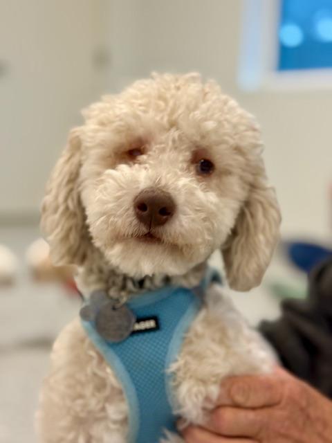 Teta Miller, Adoptable, Puppy Male Poodle (Toy).
