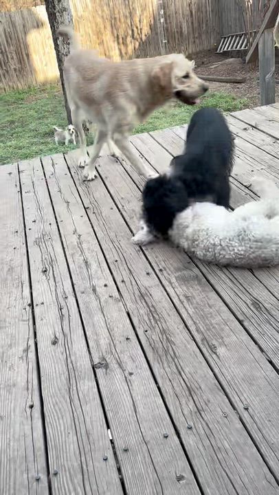 Enlarge Teta Miller, a Adoptable Poodle (Toy) in Plano, TX video 4/4