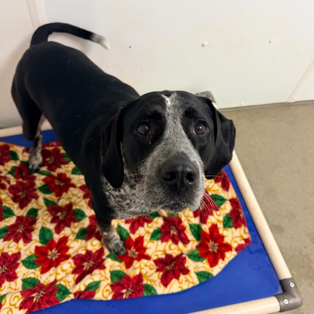 Xena, Adoptable, Adult Female Pointer & Mixed Breed.