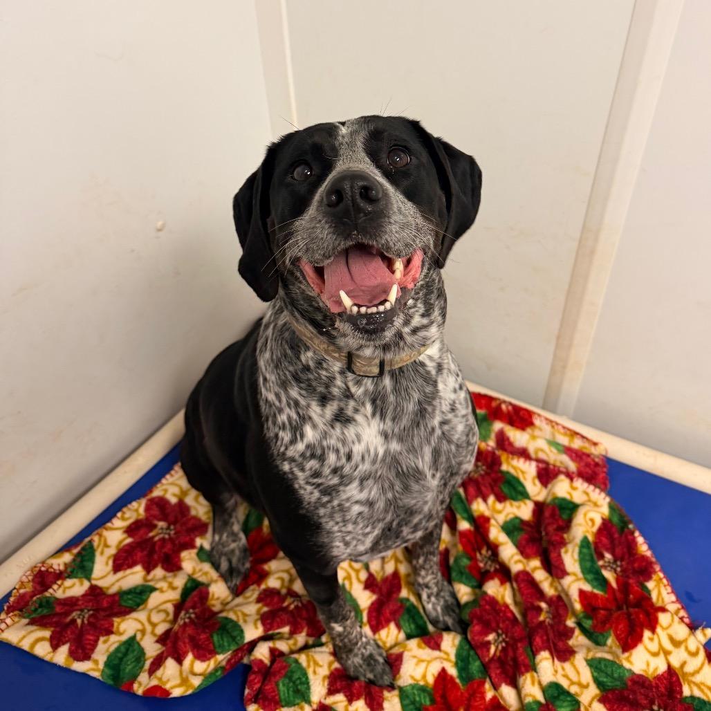 Enlarge Xena, a Adoptable mixed breed in Rocky Mount, VA image 2/5
