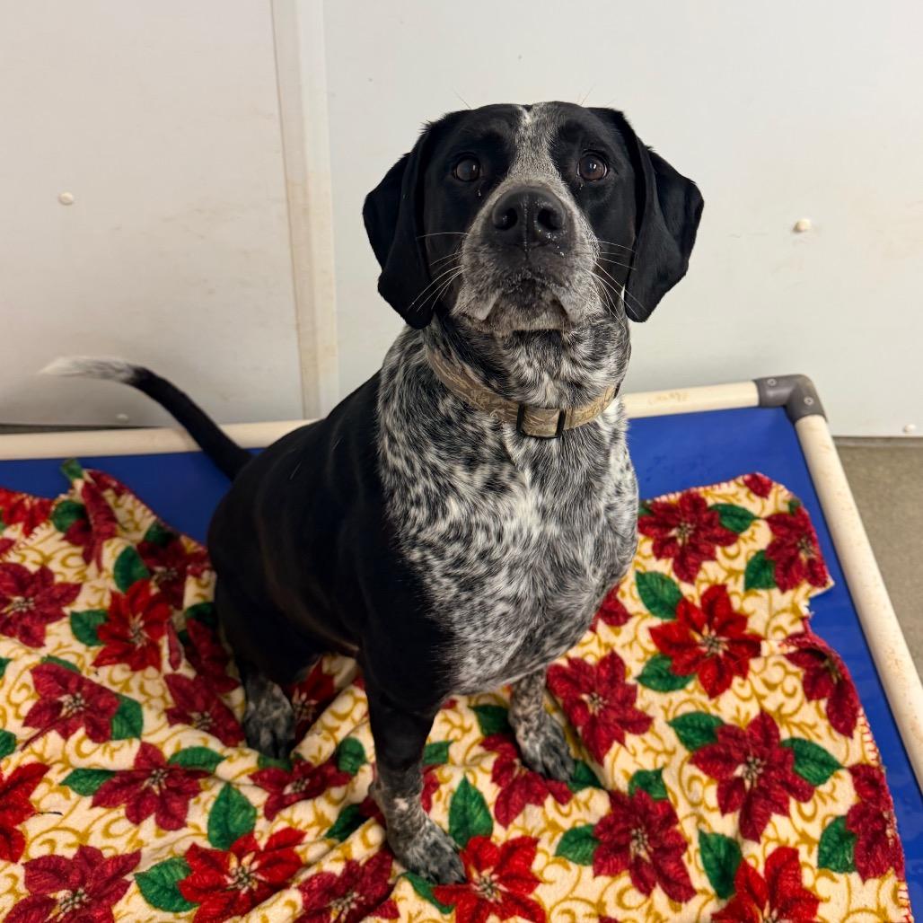 Enlarge Xena, a Adoptable mixed breed in Rocky Mount, VA image 3/5
