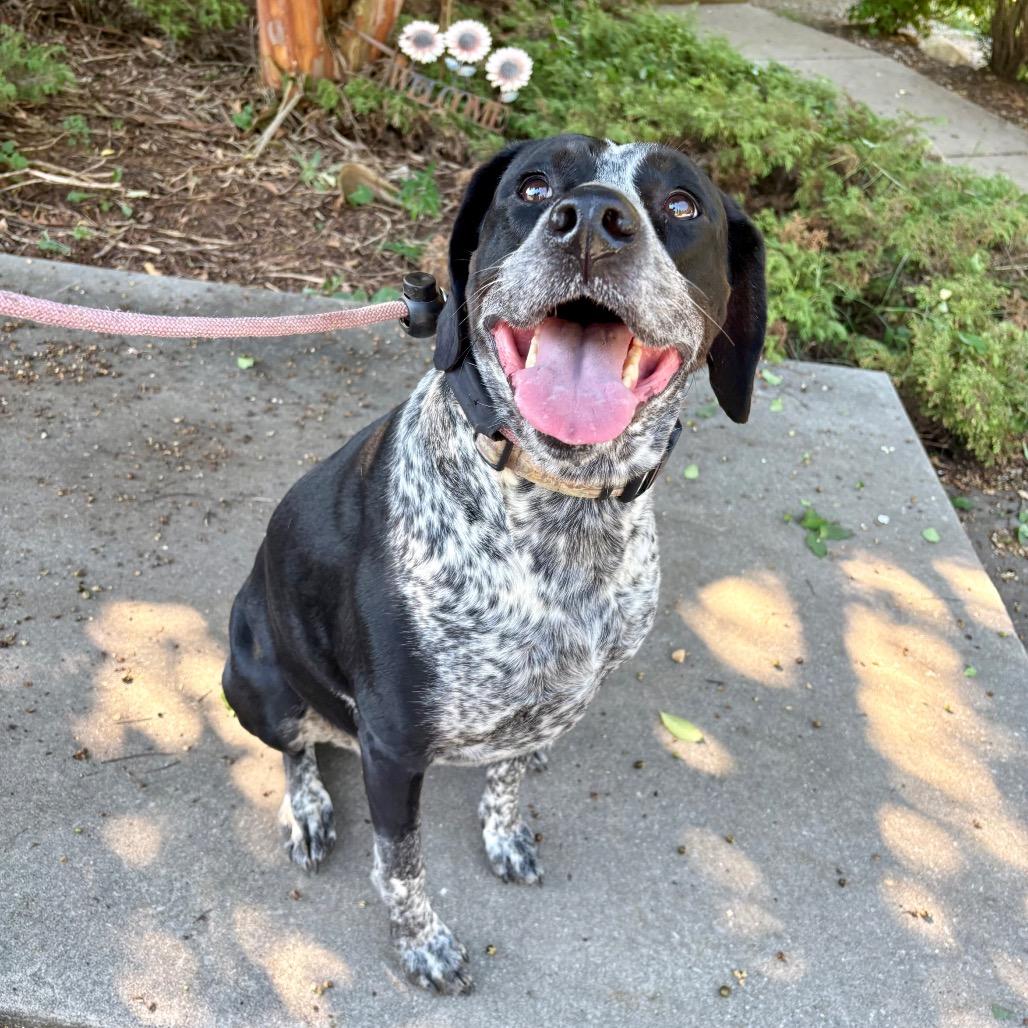 Enlarge Xena, a Adoptable mixed breed in Rocky Mount, VA image 4/5