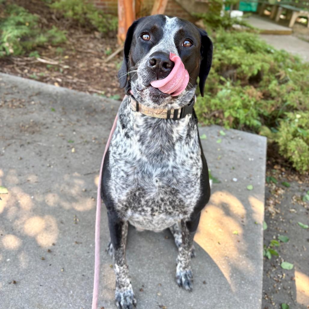 Enlarge Xena, a Adoptable mixed breed in Rocky Mount, VA image 5/5