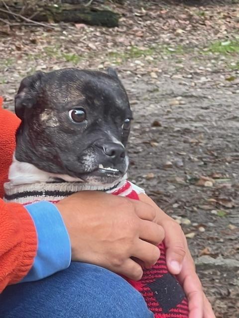 Millie Jo-4333-Aiken, SC, Adoptable, Adult Female Boston Terrier & Chihuahua.