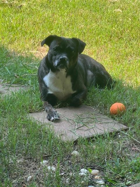 Enlarge Millie Jo-4333-Aiken, SC, a Adoptable mixed breed in Maryville, TN image 2/3