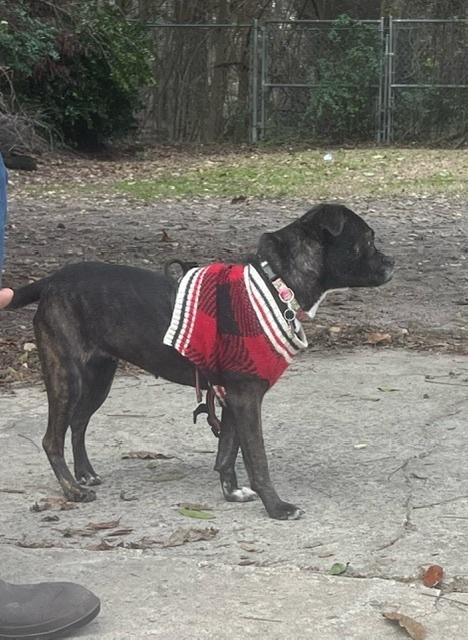 Enlarge Millie Jo-4333-Aiken, SC, a Adoptable mixed breed in Maryville, TN image 3/3