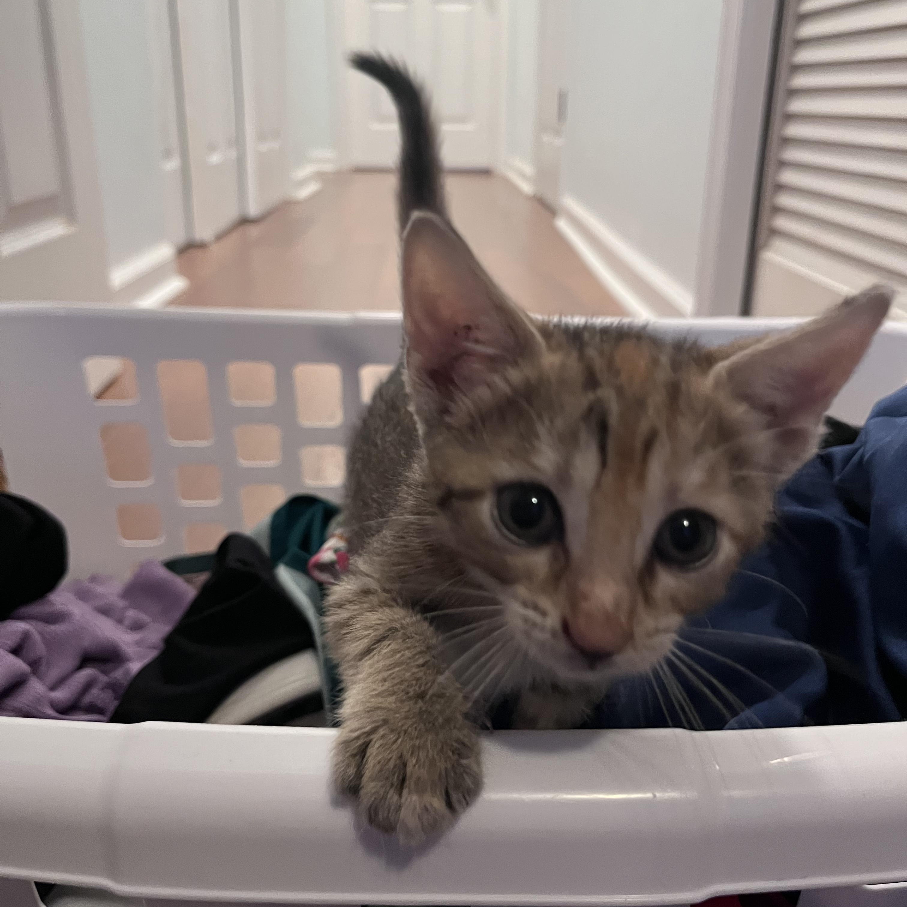 Enlarge Marie, an adopted Domestic Short Hair in Bordentown, NJ image 3/6