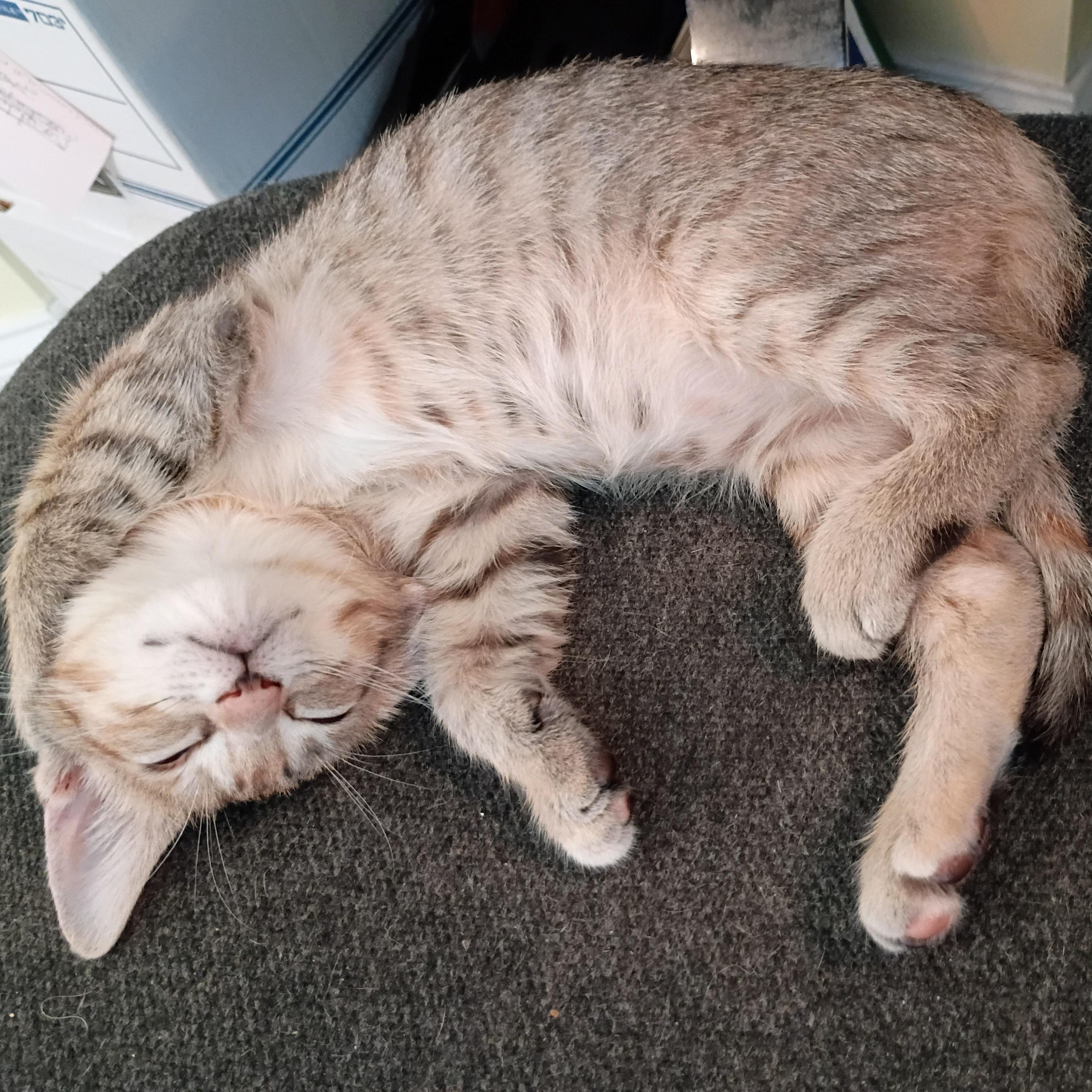 Enlarge Marie, an adopted Domestic Short Hair in Bordentown, NJ image 5/6