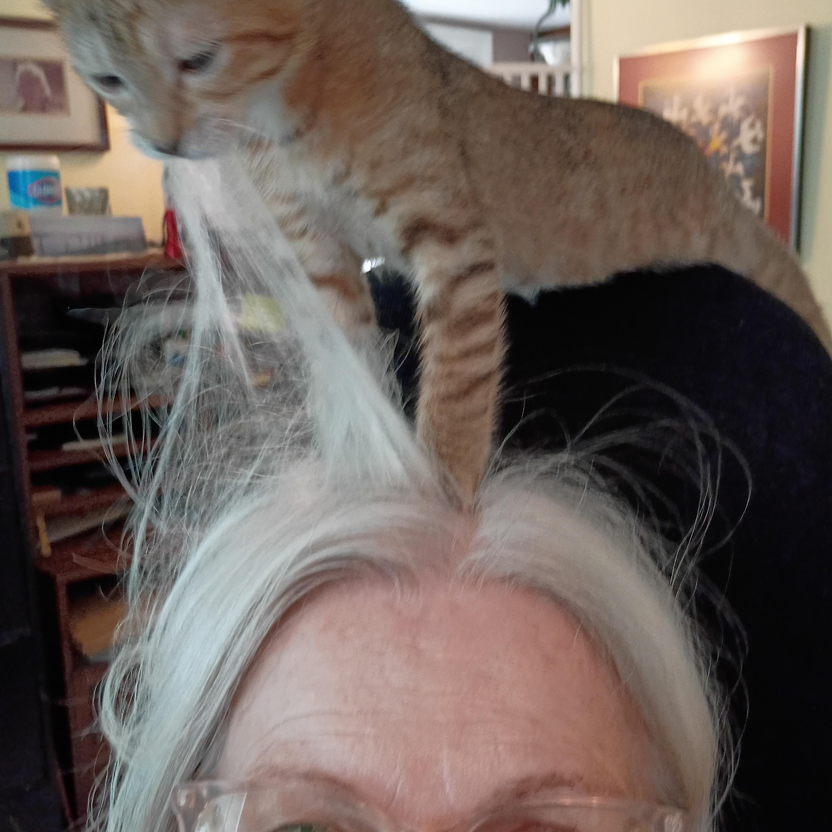 Enlarge Marie, an adopted Domestic Short Hair in Bordentown, NJ image 1/6