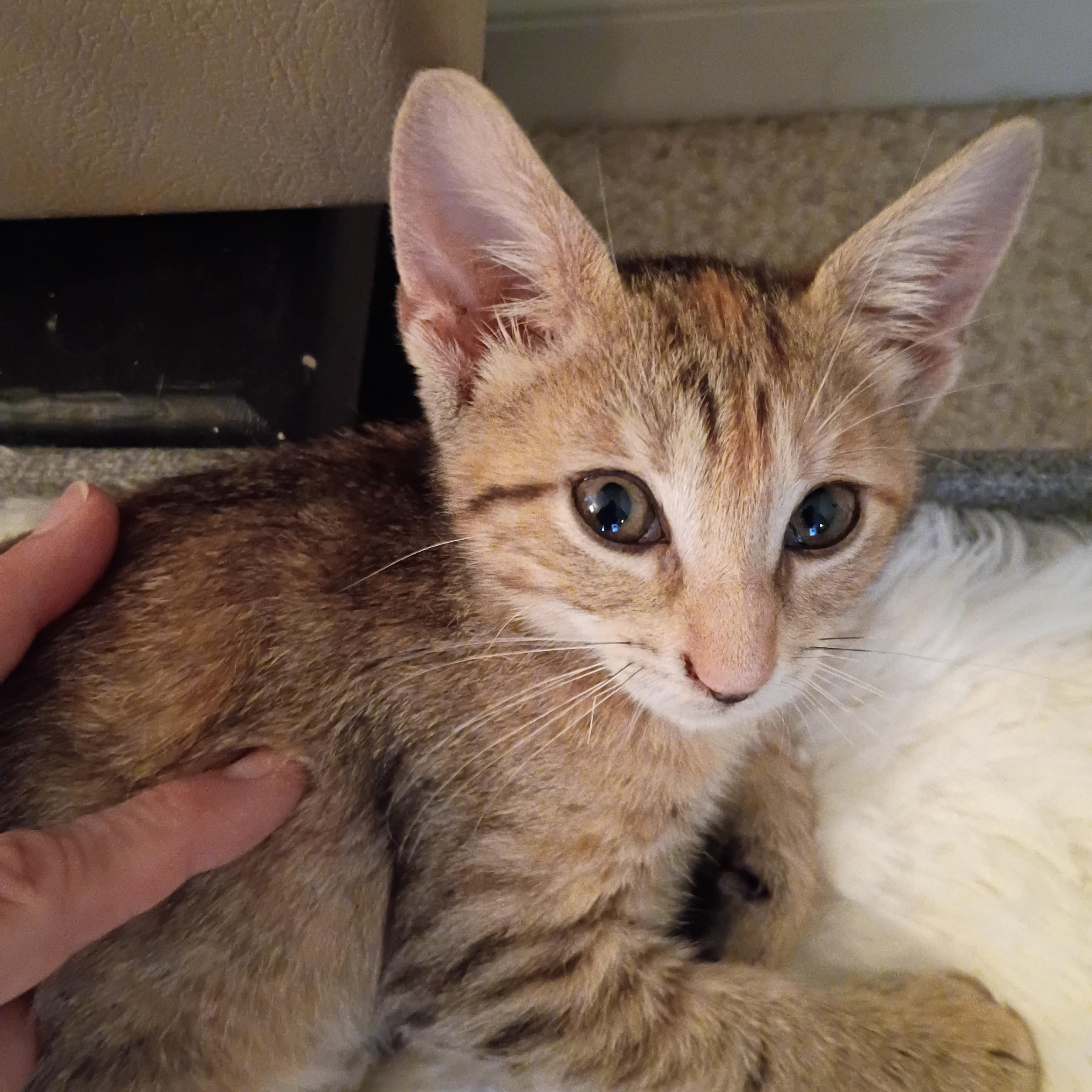 Enlarge Marie, an adopted Domestic Short Hair in Bordentown, NJ image 2/6