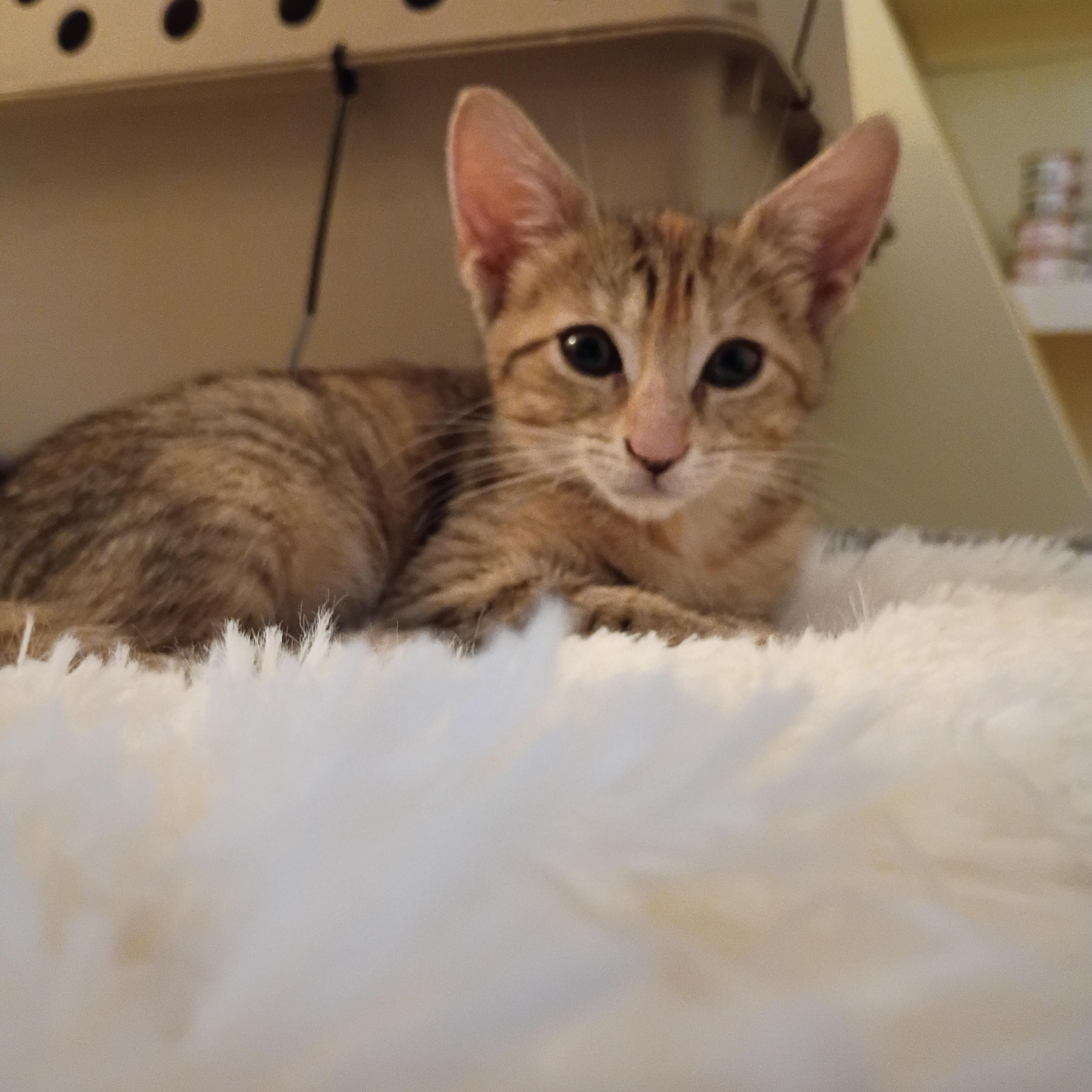 Enlarge Marie, an adopted Domestic Short Hair in Bordentown, NJ image 6/6