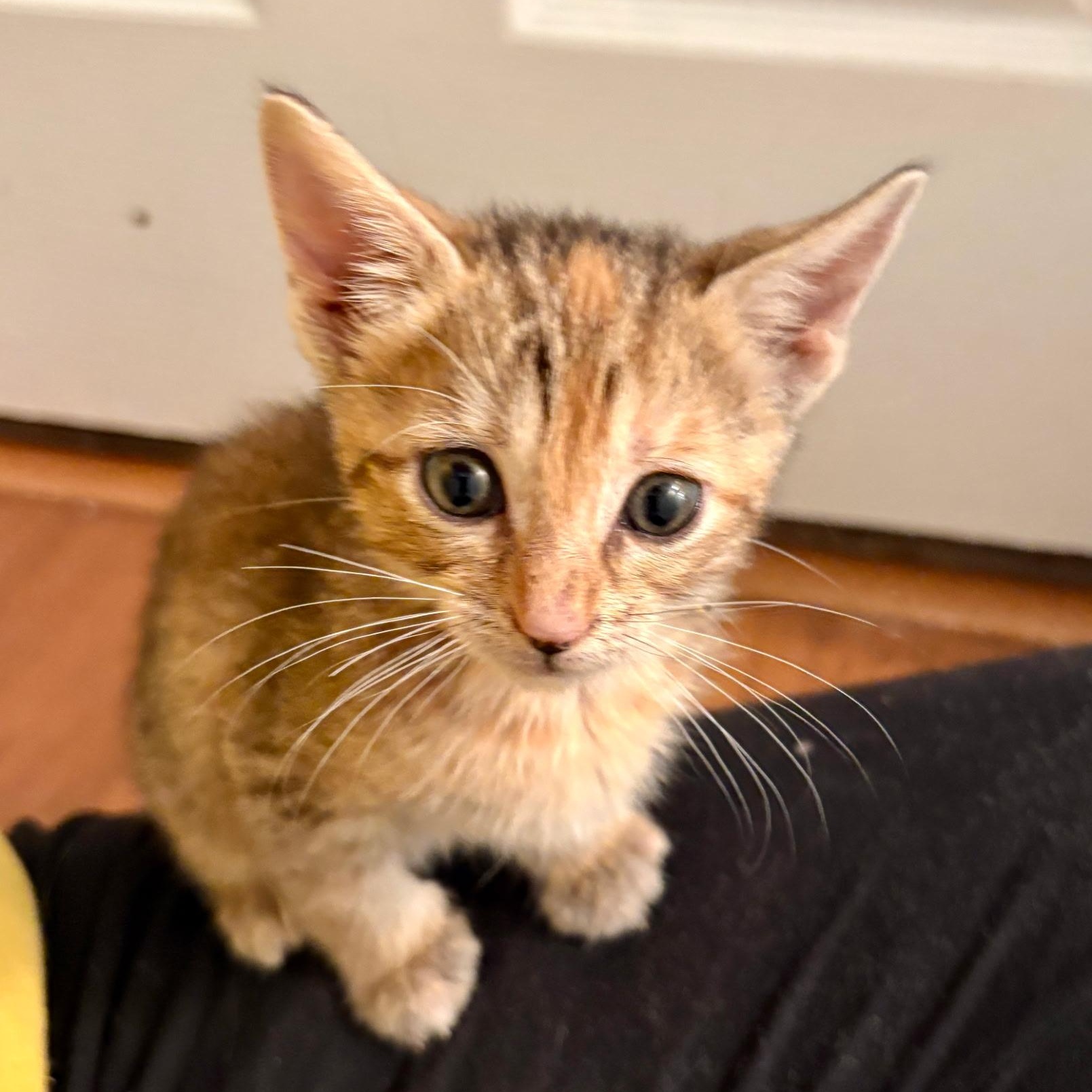 Enlarge Marie, an adopted Domestic Short Hair in Bordentown, NJ image 4/6