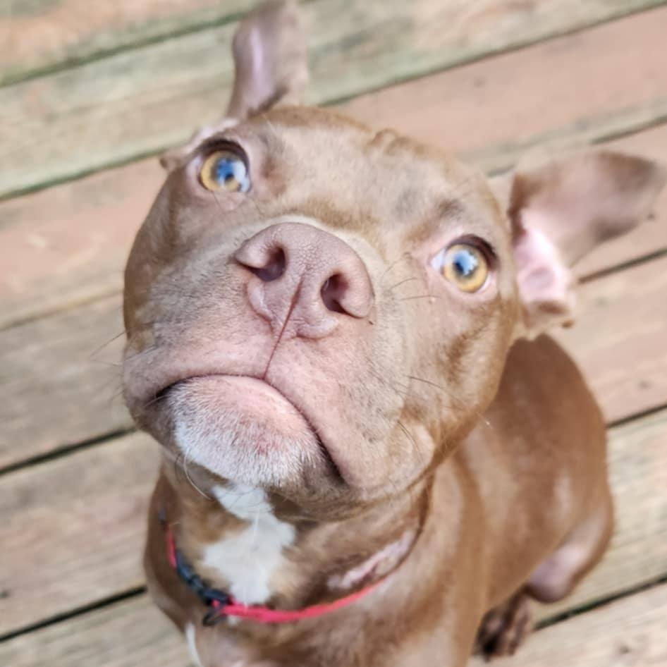 Ralphie