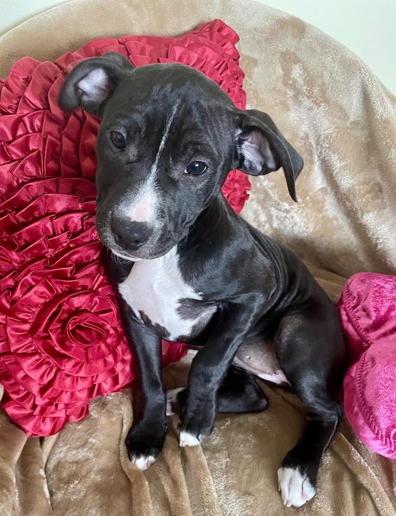 Taffy, Adoptable, Puppy Female Whippet & Terrier.