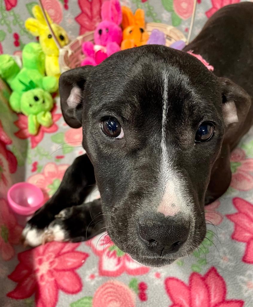 Taffy, a Adoptable mixed breed in Decatur, IN image 2/6