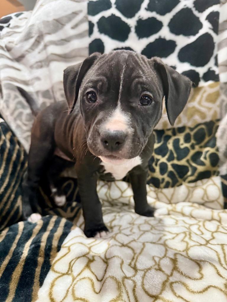 Enlarge Taffy, a Adoptable mixed breed in Decatur, IN image 2/4