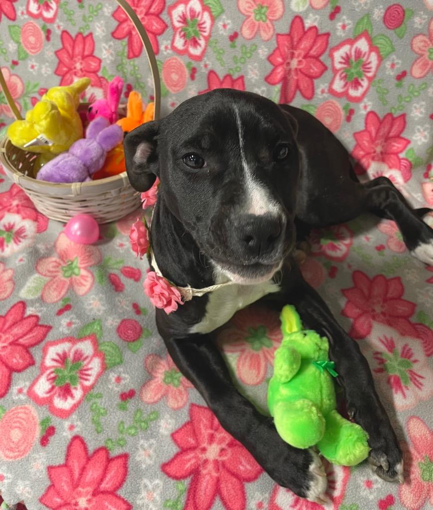 Taffy, a Adoptable mixed breed in Decatur, IN image 5/6