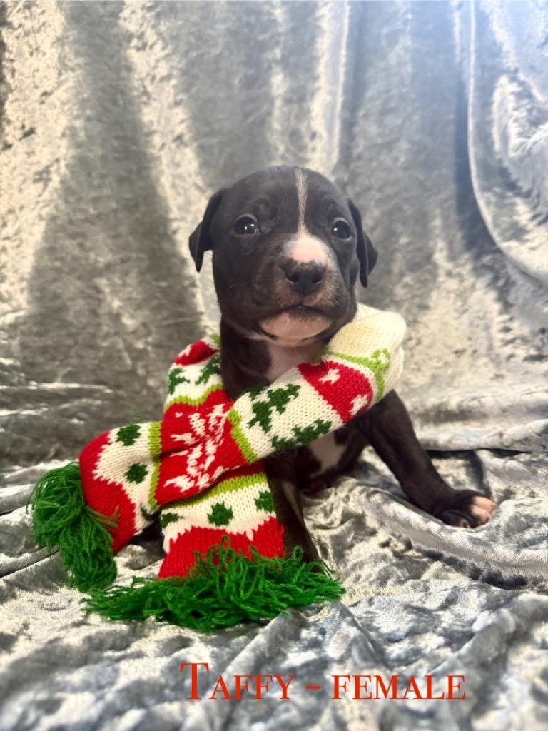 Enlarge Taffy, a Adoptable mixed breed in Decatur, IN image 4/4