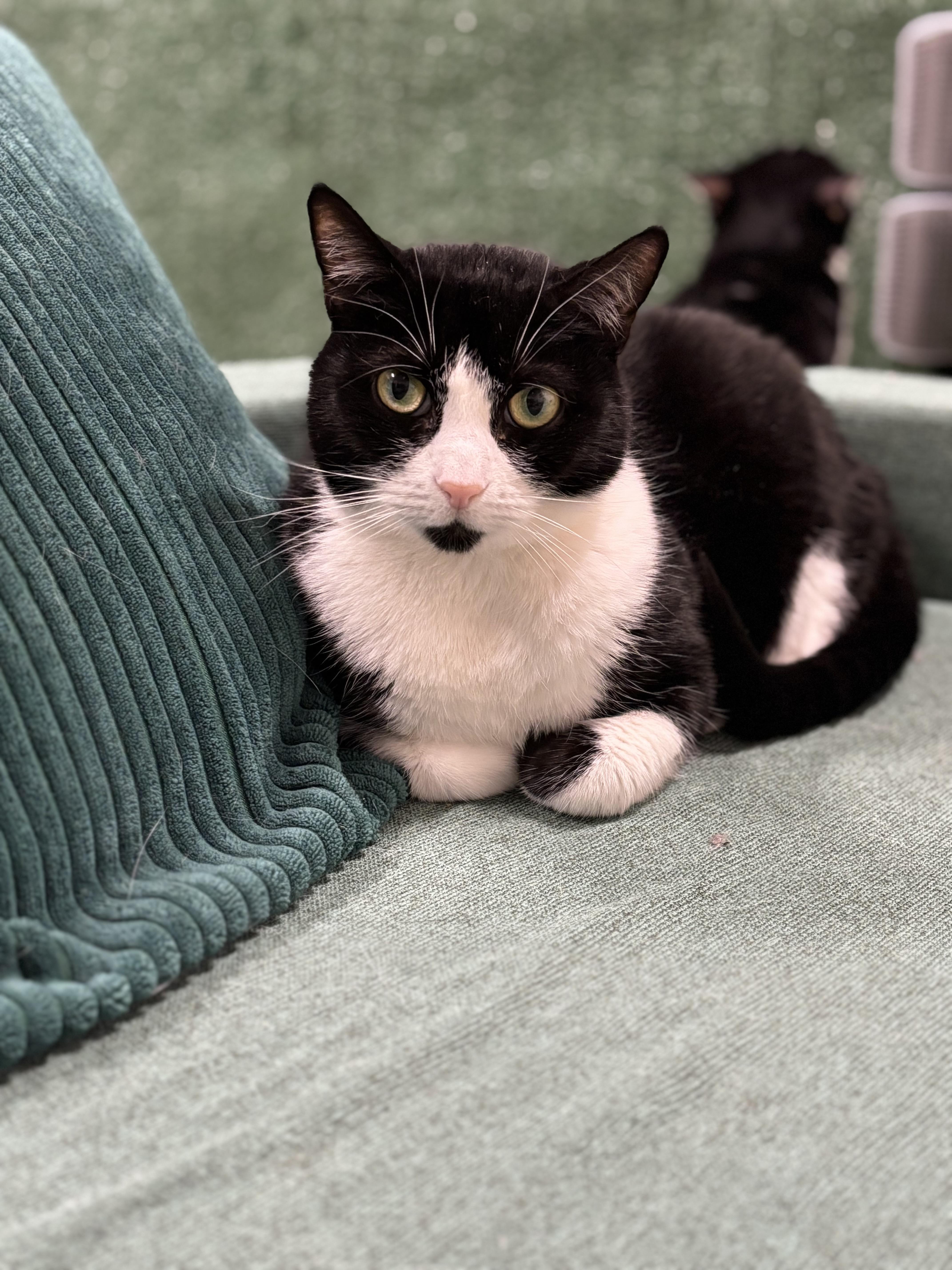 Enlarge Phoebe , a ADOPTABLE Tuxedo in Ottawa, ON image 1/3