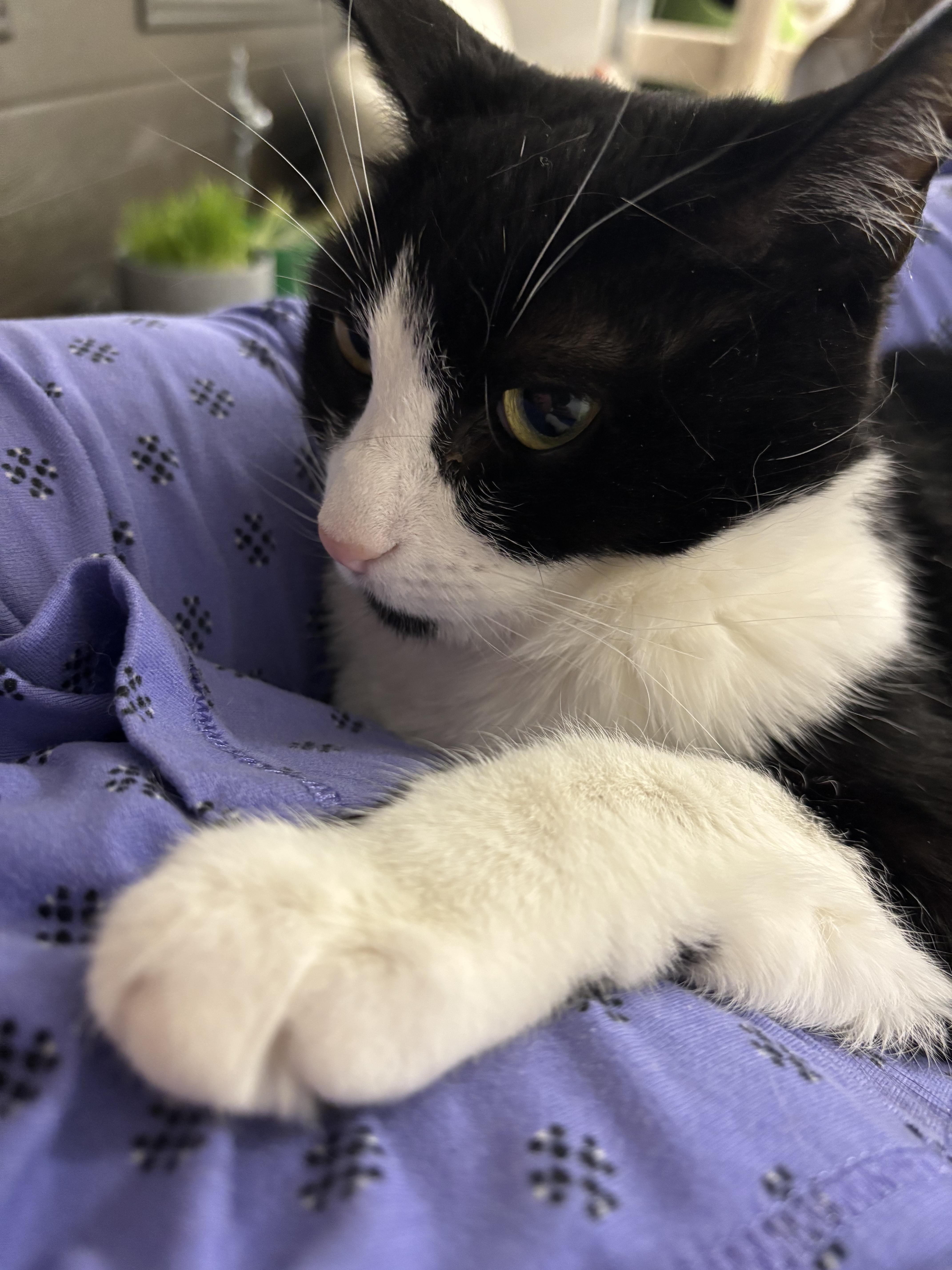 Enlarge Phoebe , a ADOPTABLE Tuxedo in Ottawa, ON image 2/3