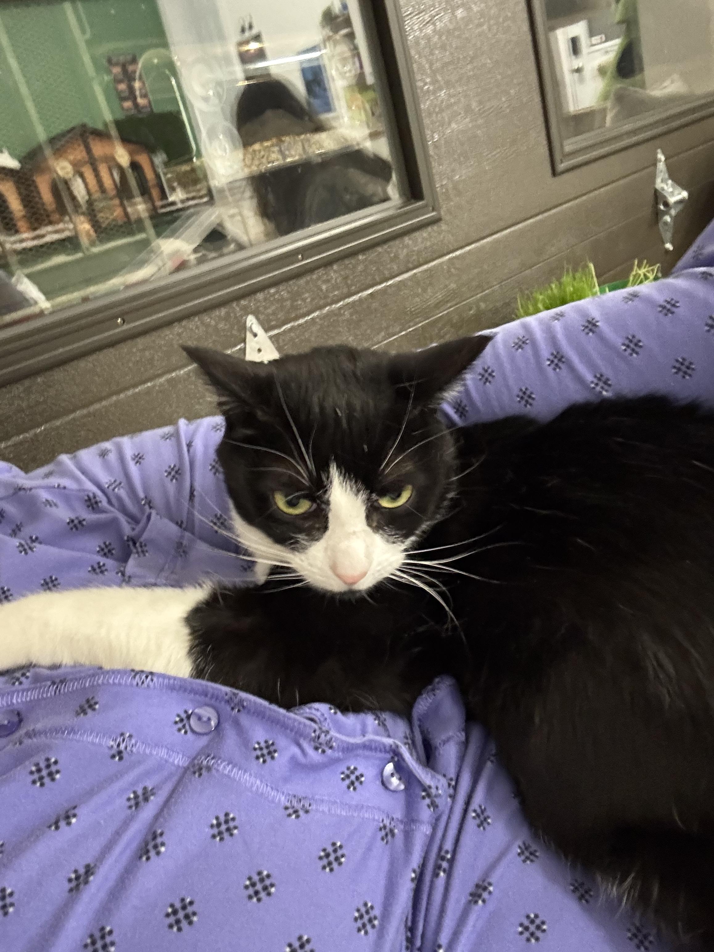 Enlarge Phoebe , a ADOPTABLE Tuxedo in Ottawa, ON image 3/3