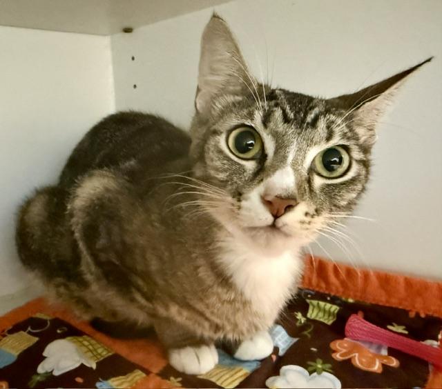 RYLEIGH, Adoptable, Young Female Domestic Short Hair.