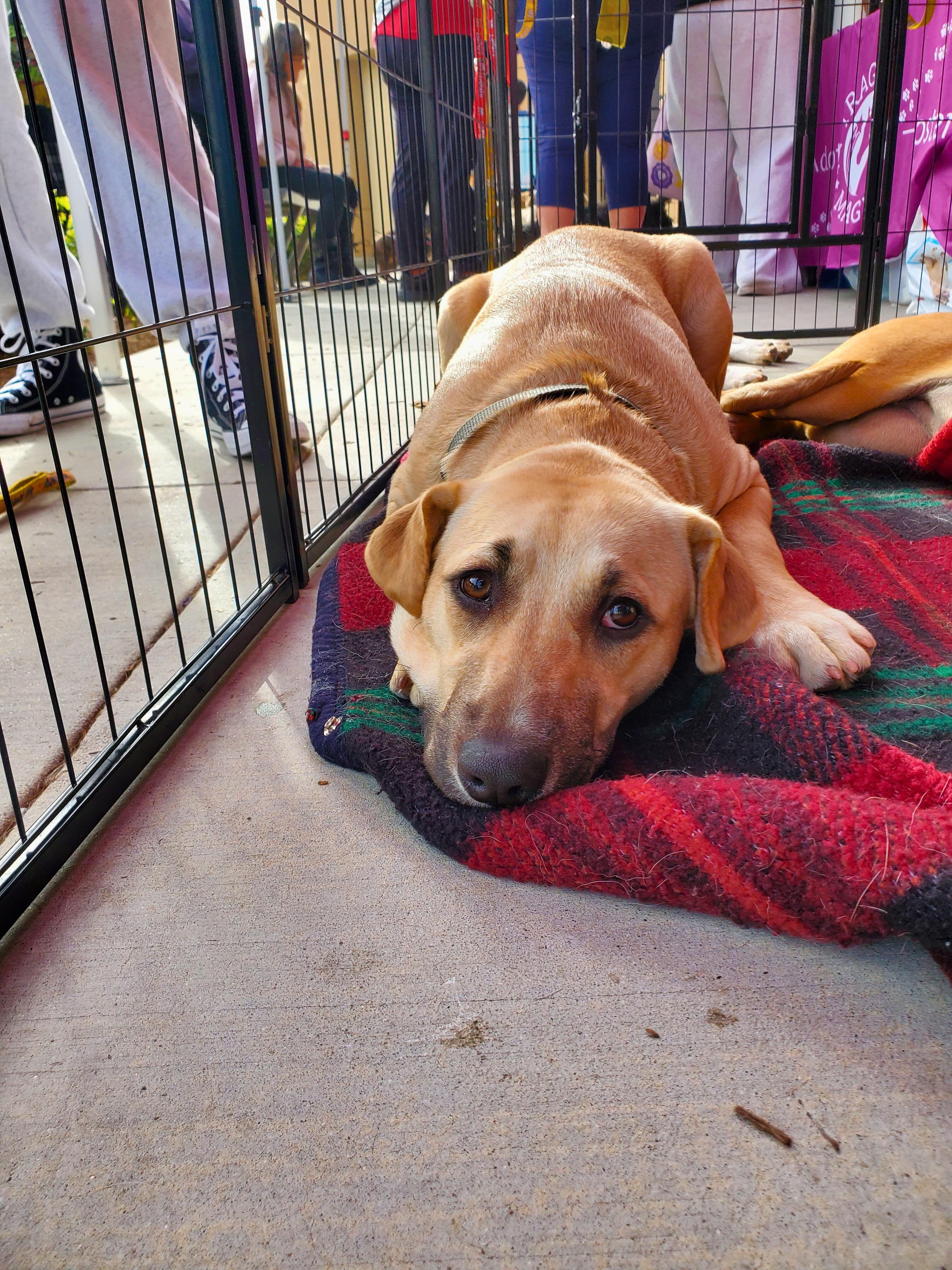 Enlarge Dorothy , a ADOPTABLE mixed breed in Encinitas, CA image 2/2