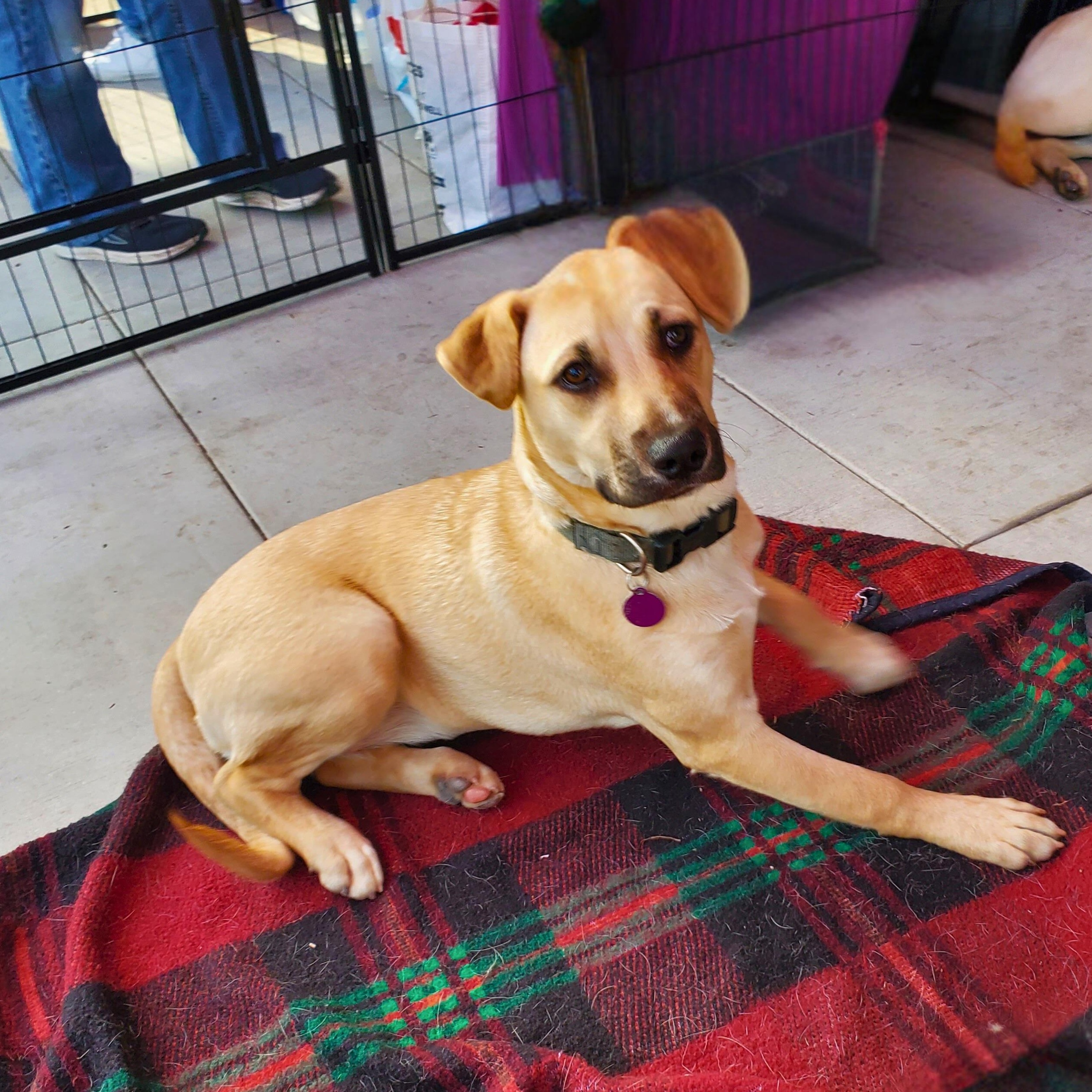 Enlarge Dorothy , a ADOPTABLE mixed breed in Encinitas, CA image 1/2