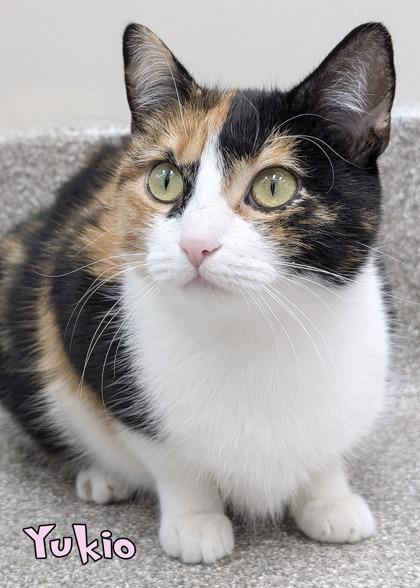 Enlarge Yukio (@ Joey`s Pet Outfitters), a Adoptable mixed breed in Mason, MI image 2/3