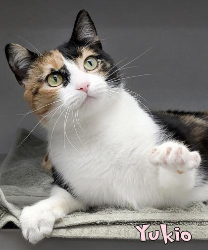 Enlarge Yukio (@ Joey`s Pet Outfitters), a Adoptable mixed breed in Mason, MI image 3/3