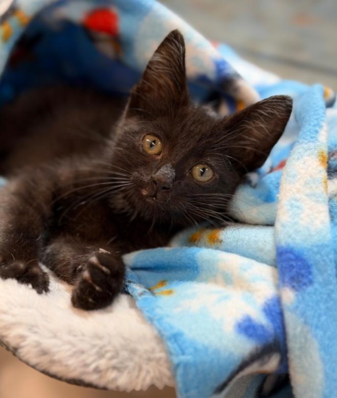 Enlarge SHADOW, a Adoptable mixed breed in Carroll, OH image 2/2