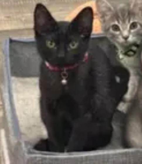 SHADOW, Adoptable, Kitten Female Domestic Short Hair.