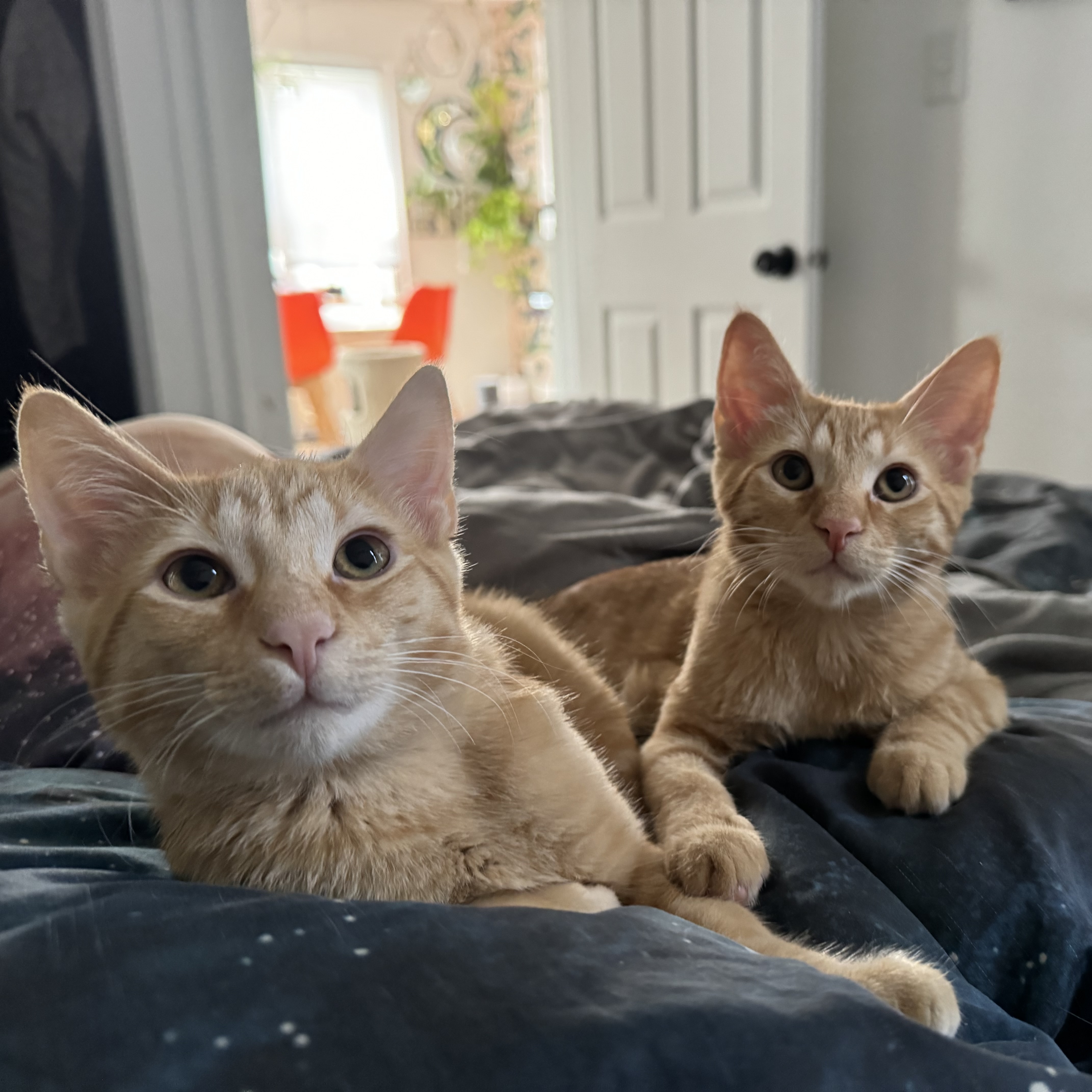The Fry Guys!
