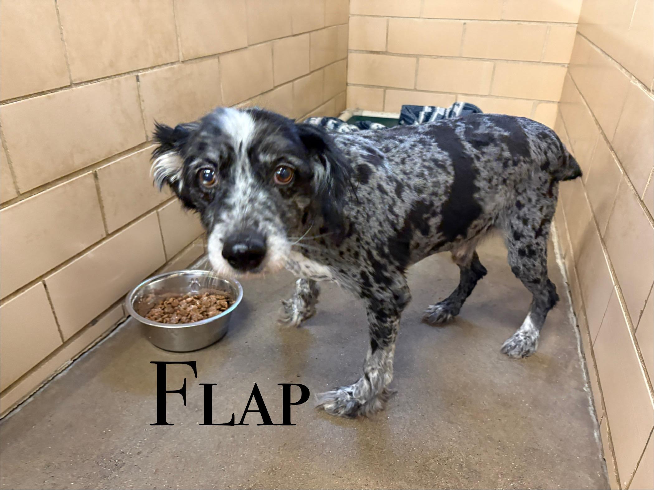 Flap, adopted, Adult Male Australian Shepherd.