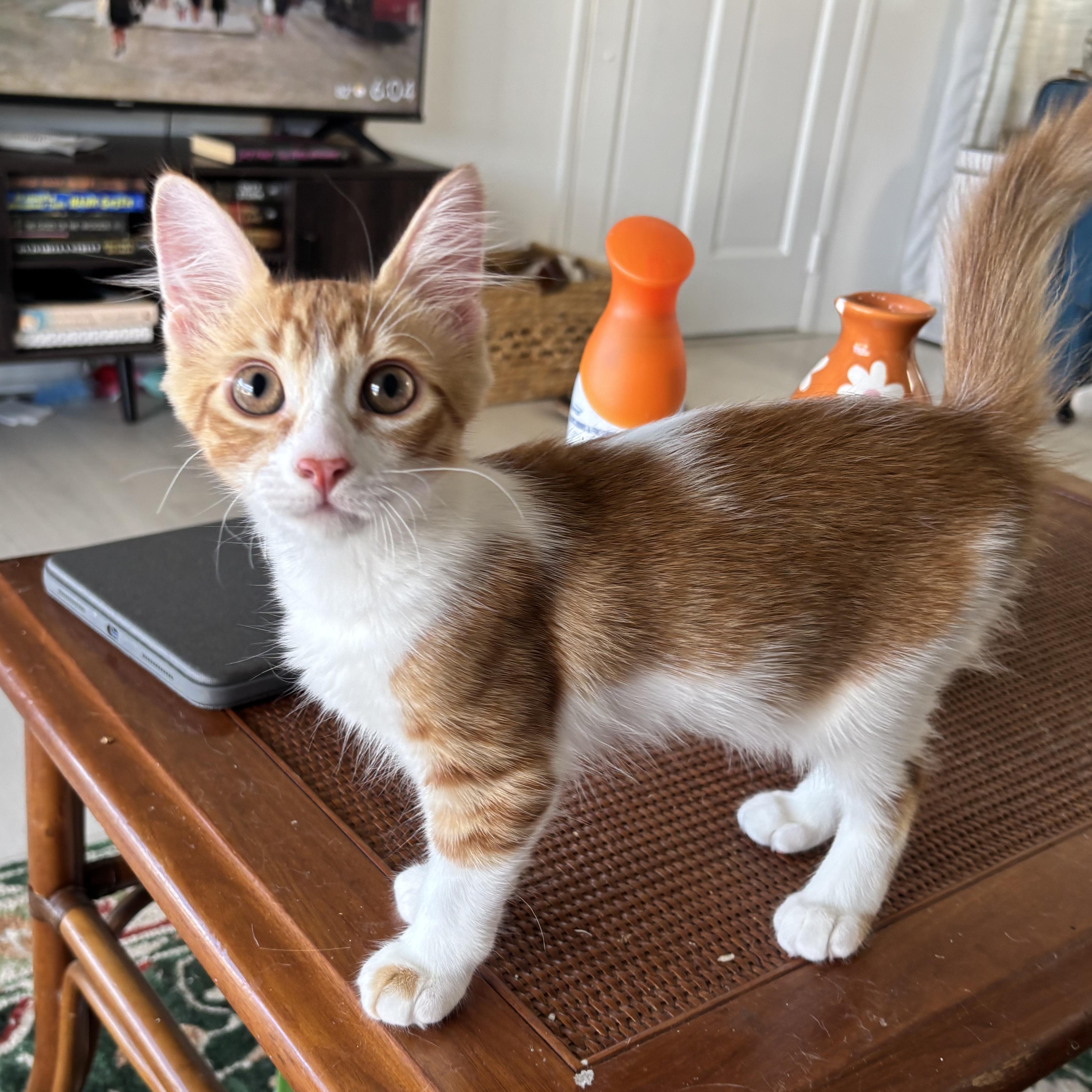 Radar, a Adoptable Domestic Short Hair in Arlington, VA image 1/6