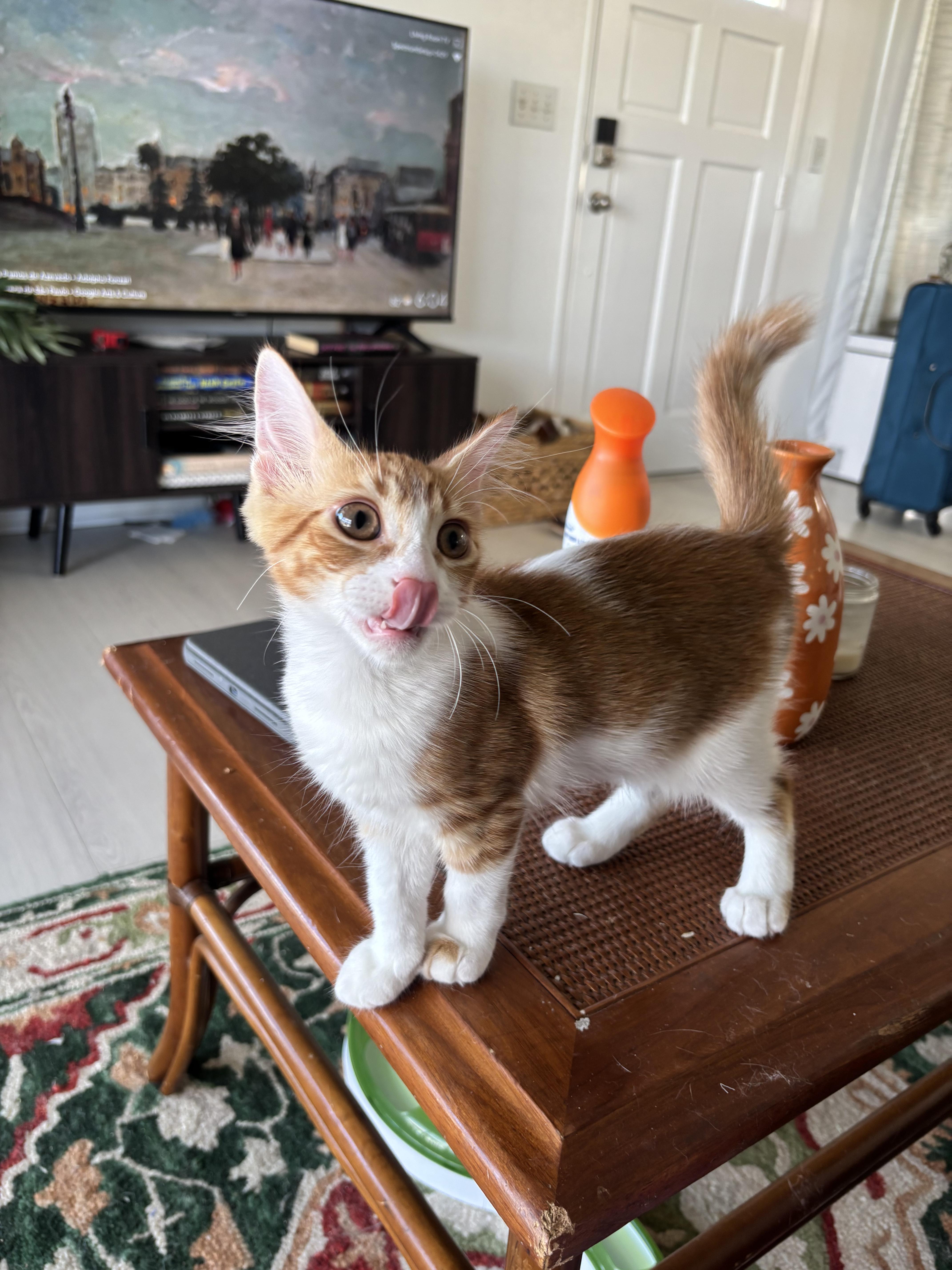 Radar, a Adoptable Domestic Short Hair in Arlington, VA image 6/6