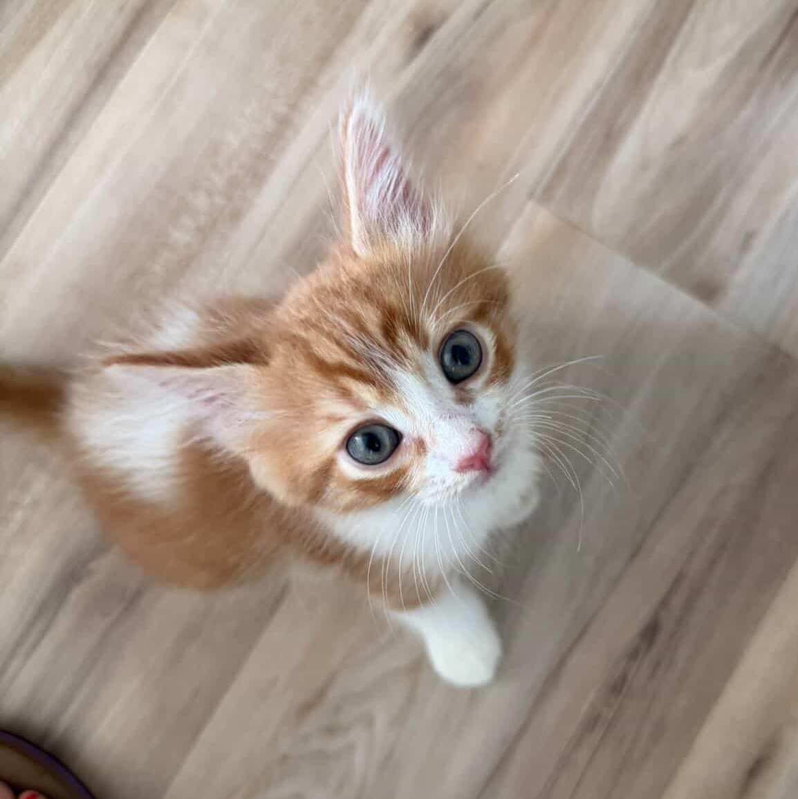 Radar, a Adoptable Domestic Short Hair in Arlington, VA image 2/6
