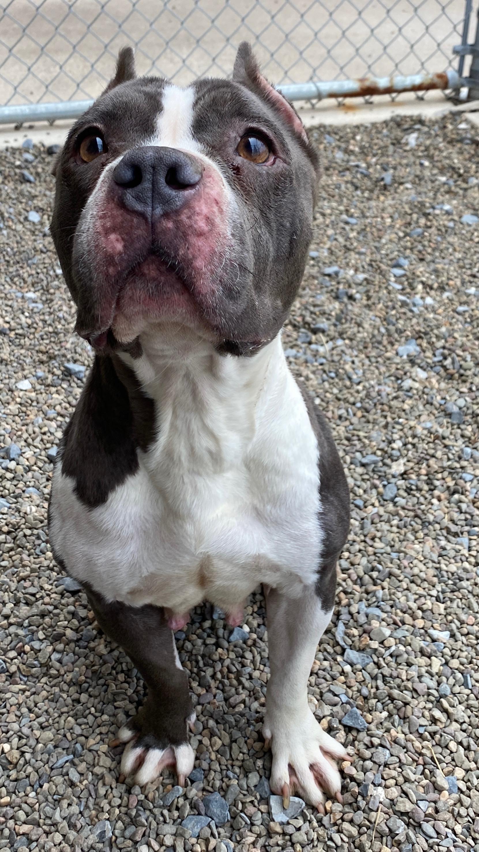 Enlarge Pippa, a Adoptable Pit Bull Terrier in Sunbury, PA image 2/4