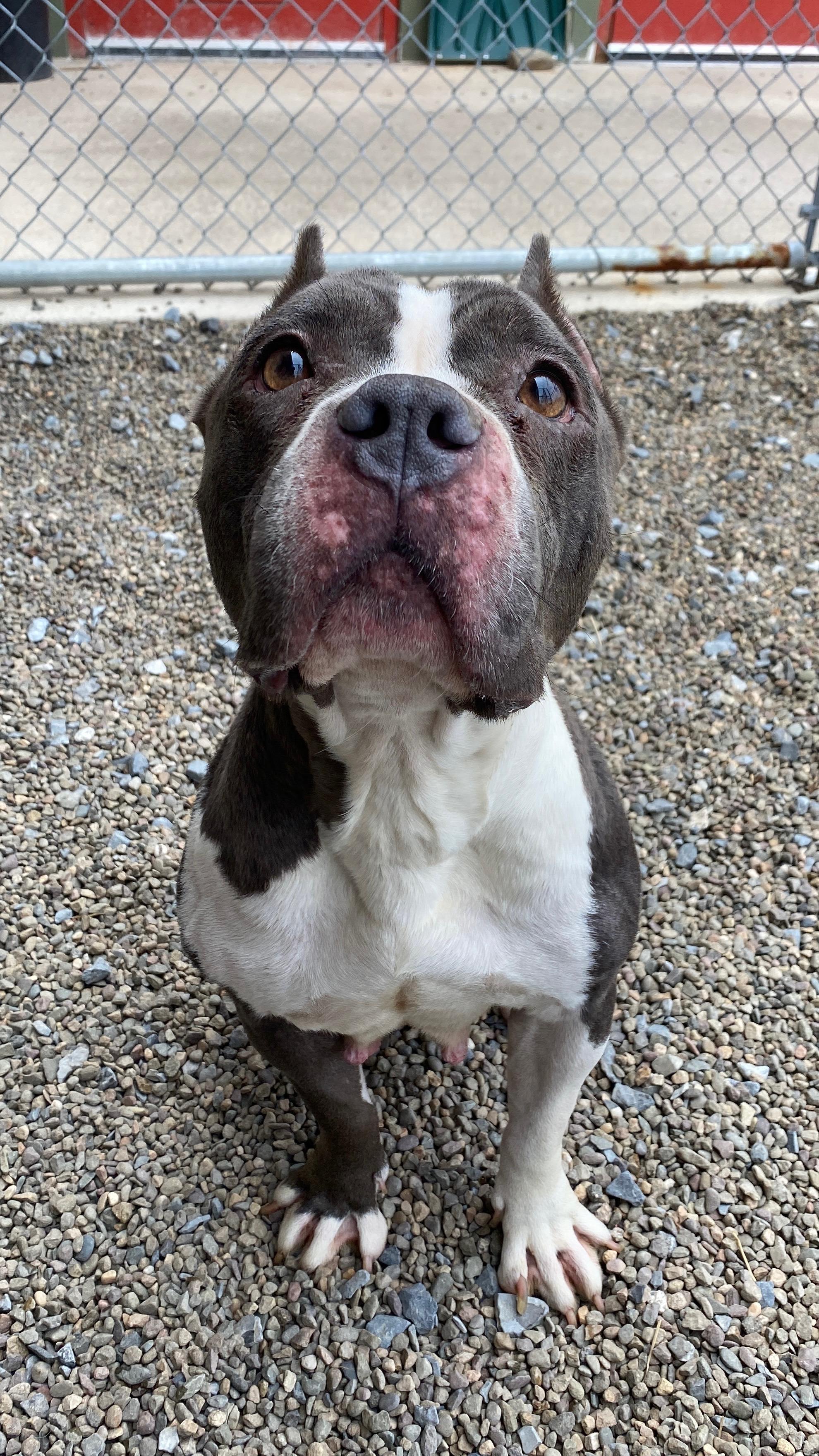 Pippa, Adoptable, Adult Female Pit Bull Terrier.