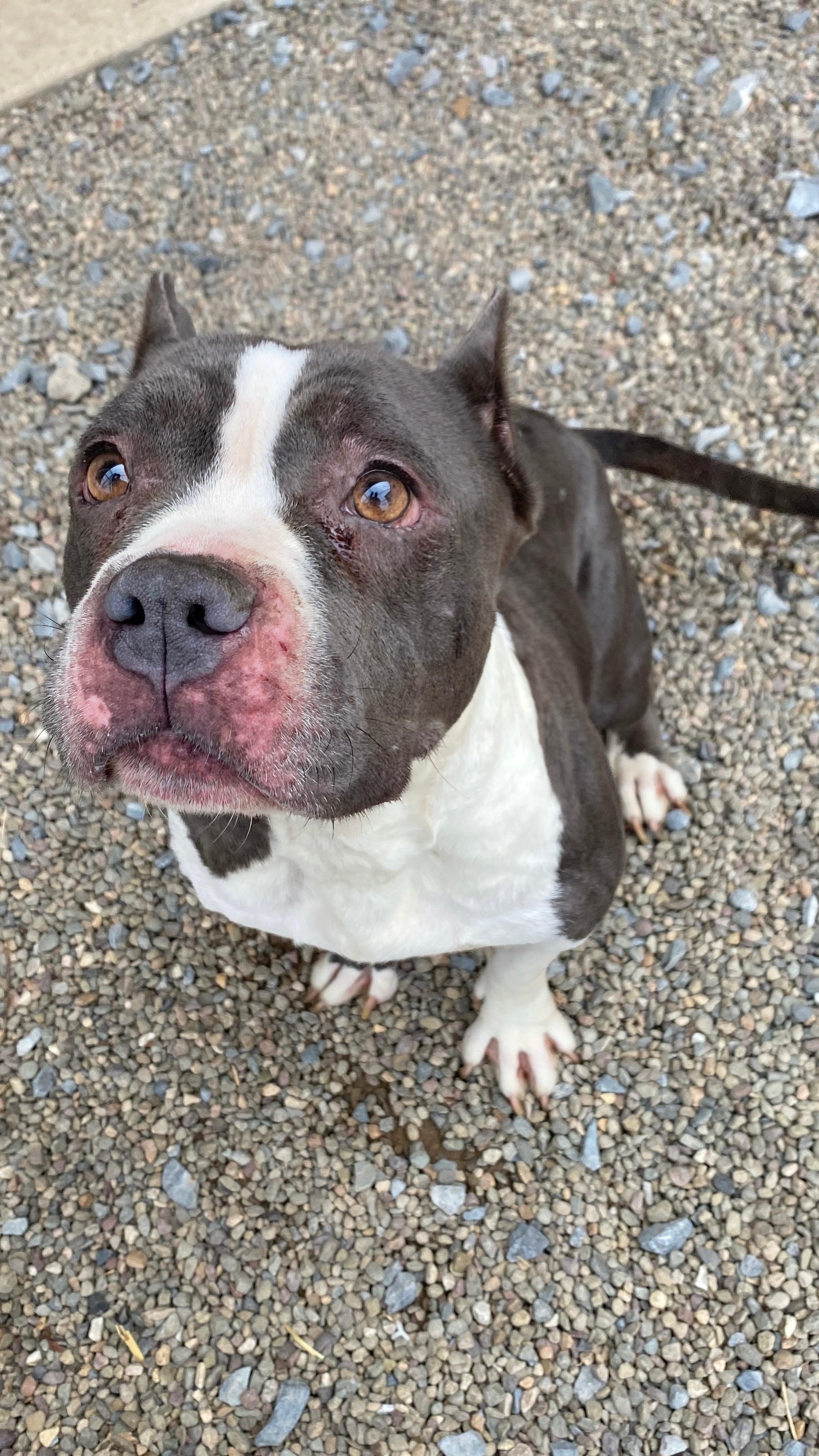 Enlarge Pippa, a Adoptable Pit Bull Terrier in Sunbury, PA image 3/4