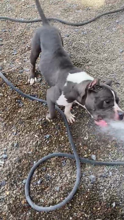 Enlarge Pippa, a Adoptable Pit Bull Terrier in Sunbury, PA video 4/4