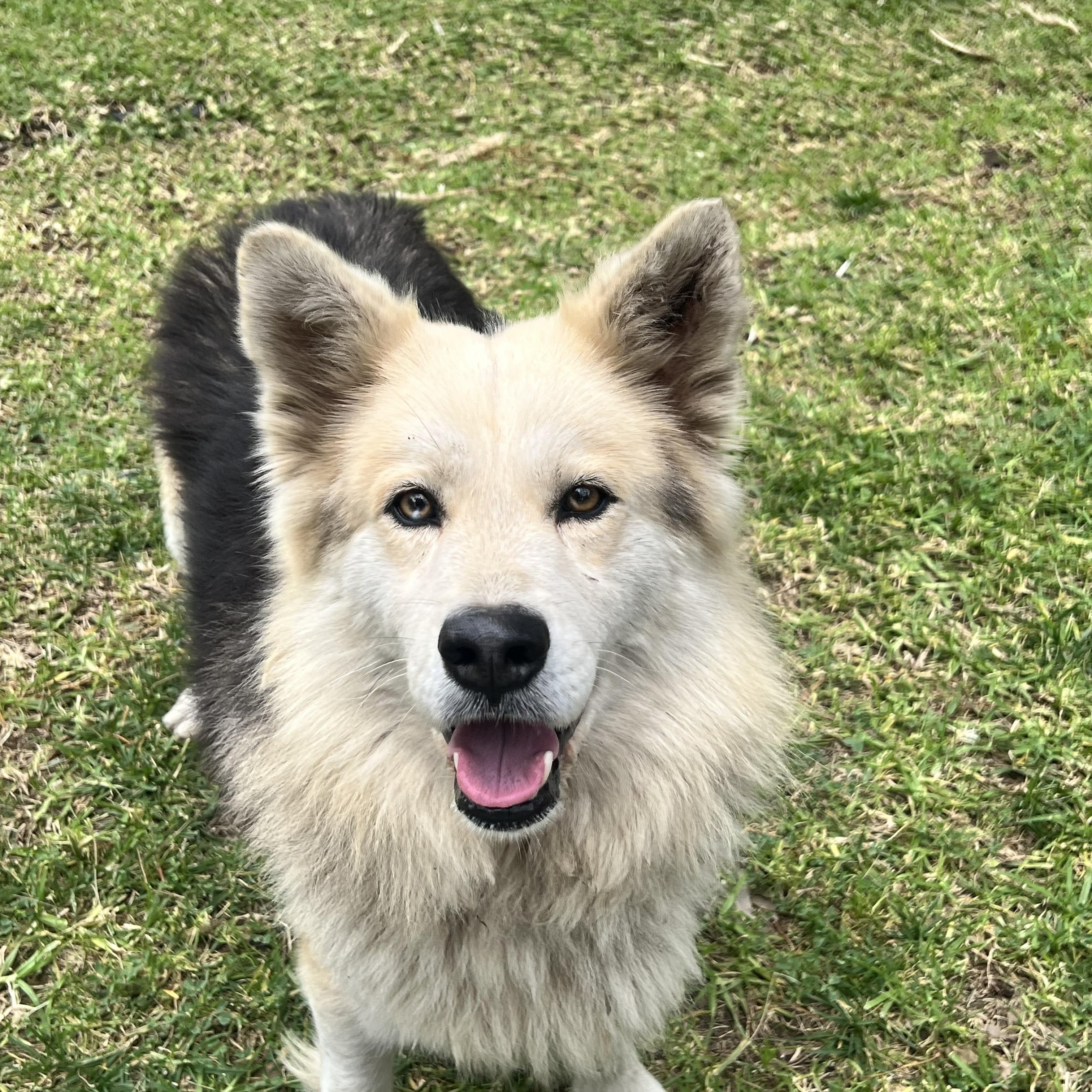 Zeek, ADOPTABLE, Young Male German Shepherd Dog & Shetland Sheepdog / Sheltie.