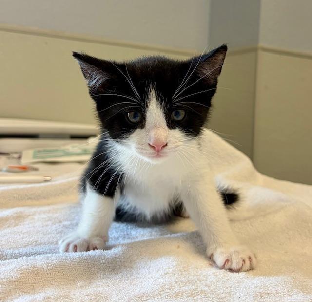 Batman, adopted, Kitten Male Domestic Short Hair.