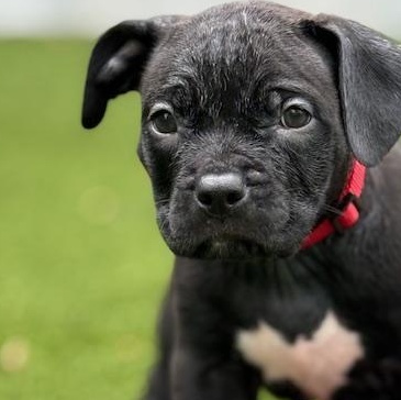 Puppies!