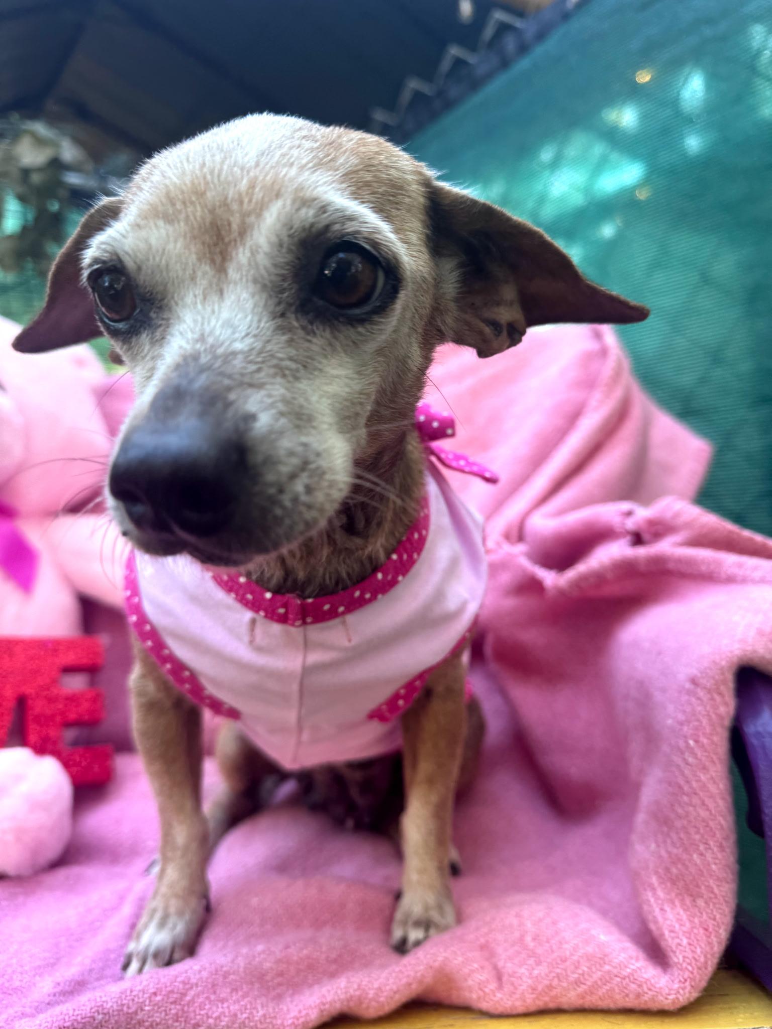 Garnett AKA Nettie, a ADOPTABLE mixed breed in St Catharines, ON image 6/6