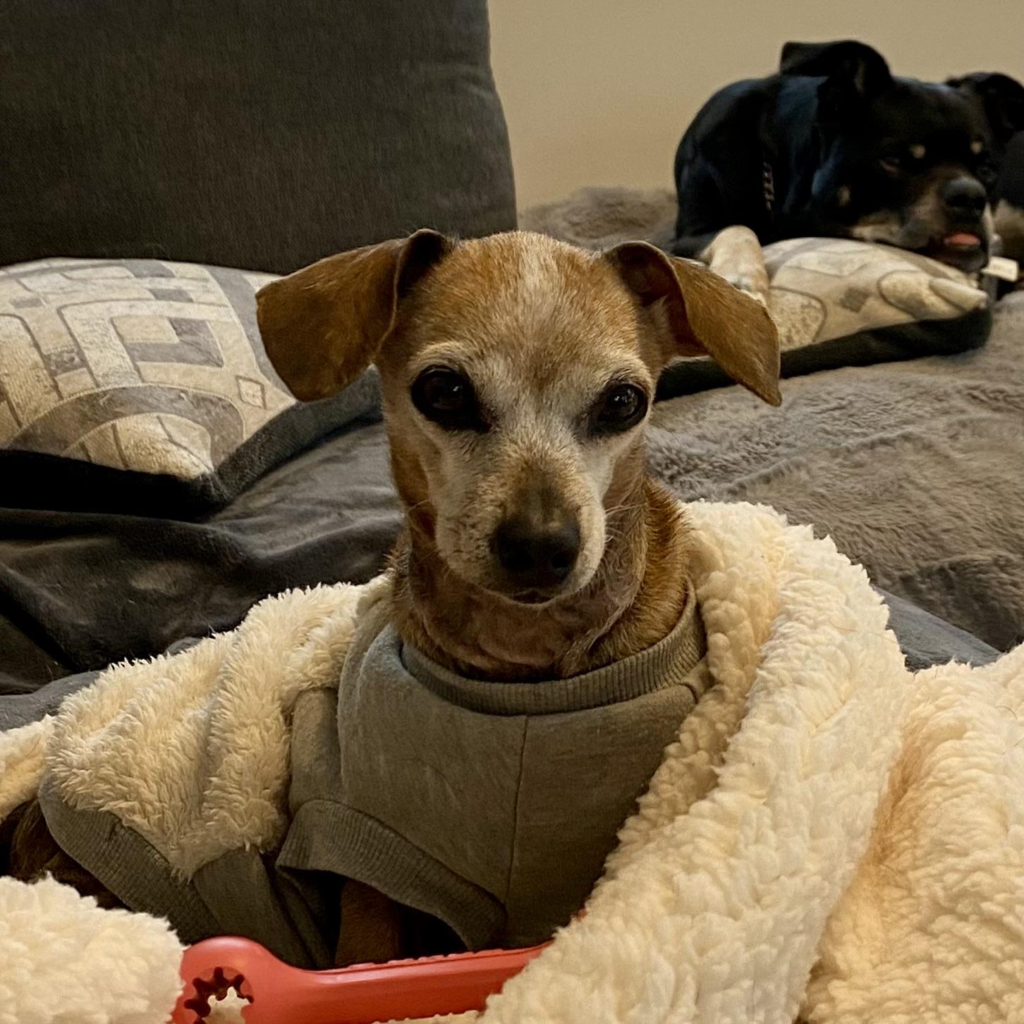 Garnett AKA Nettie, a ADOPTABLE mixed breed in St Catharines, ON image 2/6